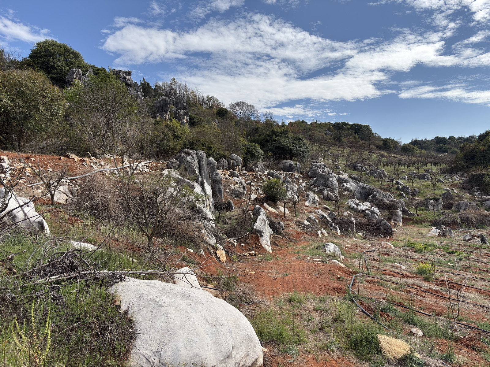 Picture China Shilin Stone Forest 2026-01 37 - Sight Shilin Stone Forest