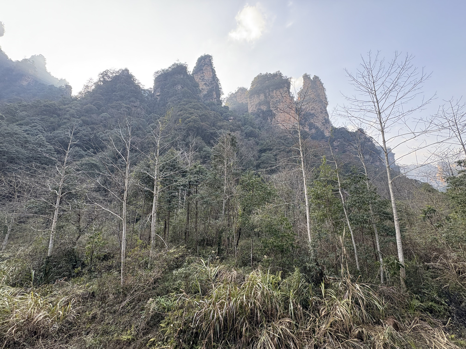Picture China Zhangjiajie Tianzi Mountrain 2026-01 439 - View Tianzi Mountrain