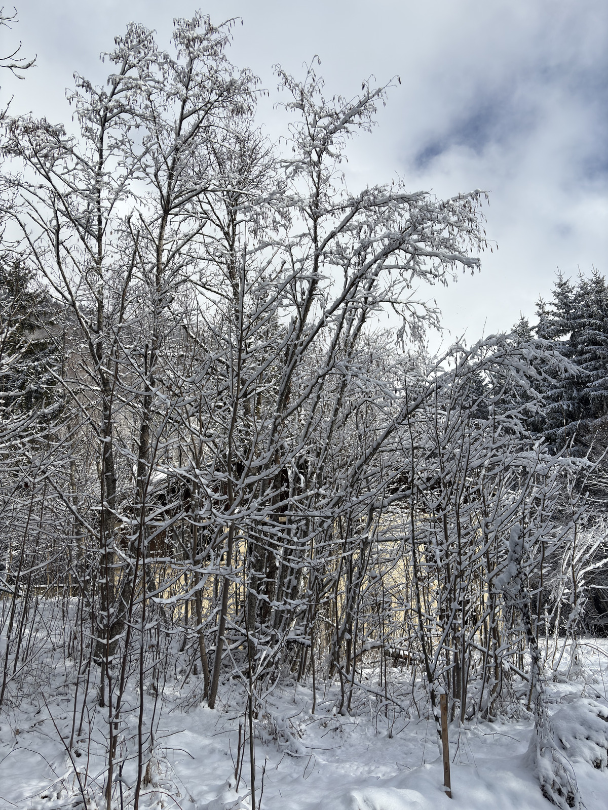 Picture France Praz sur Arly 2025-02 13 - Pictures Praz sur Arly