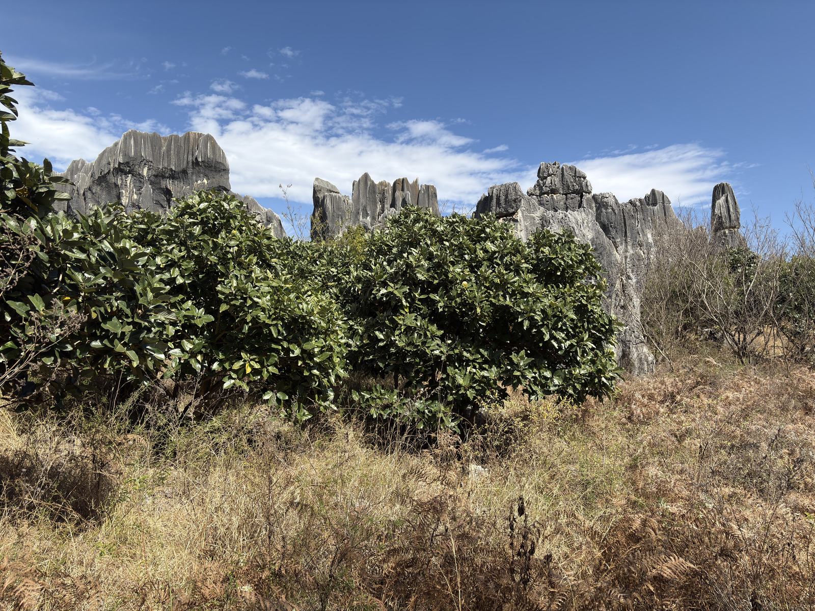 Picture China Shilin Stone Forest 2026-01 167 - Travels Shilin Stone Forest