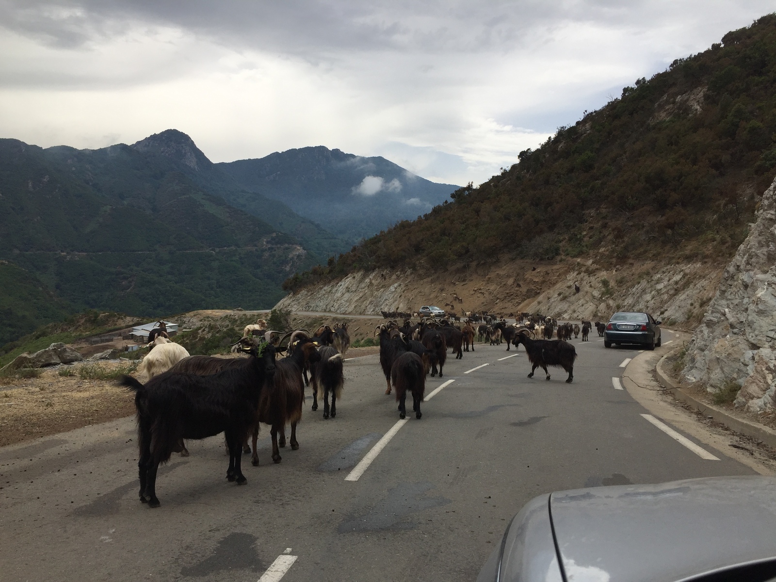Picture France Corsica Valle d'alesani 2017-07 2 - Photographer Valle d'alesani