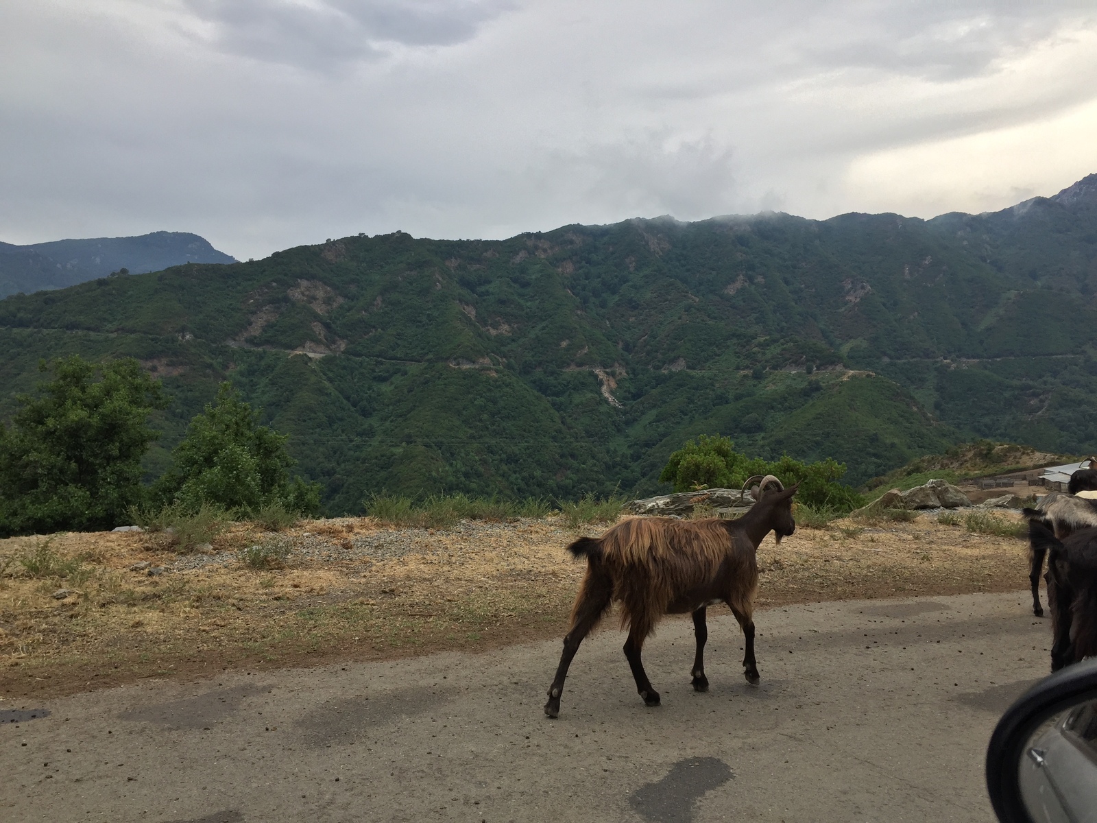 Picture France Corsica Valle d'alesani 2017-07 9 - Pictures Valle d'alesani