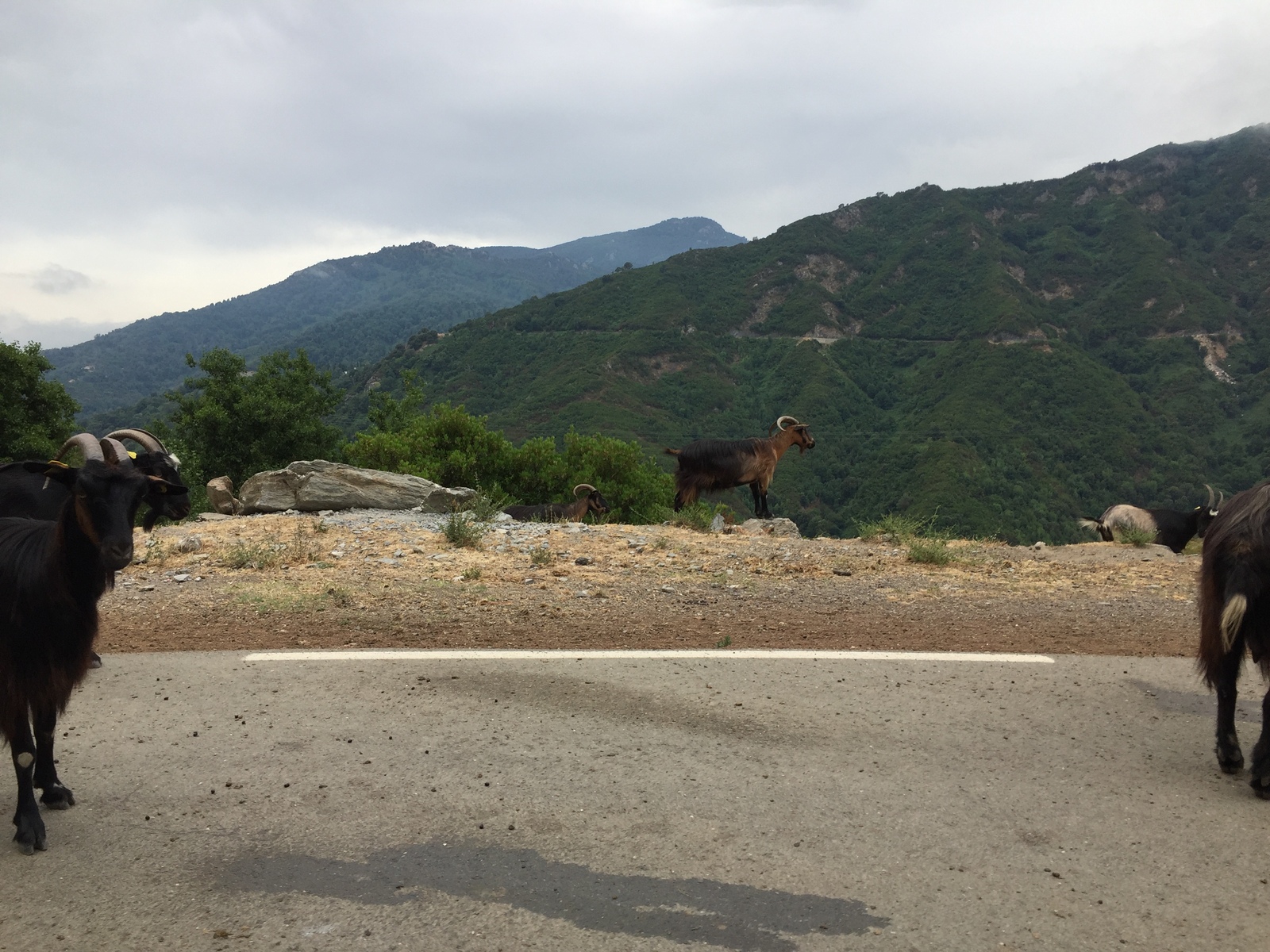 Picture France Corsica Valle d'alesani 2017-07 6 - Pictures Valle d'alesani