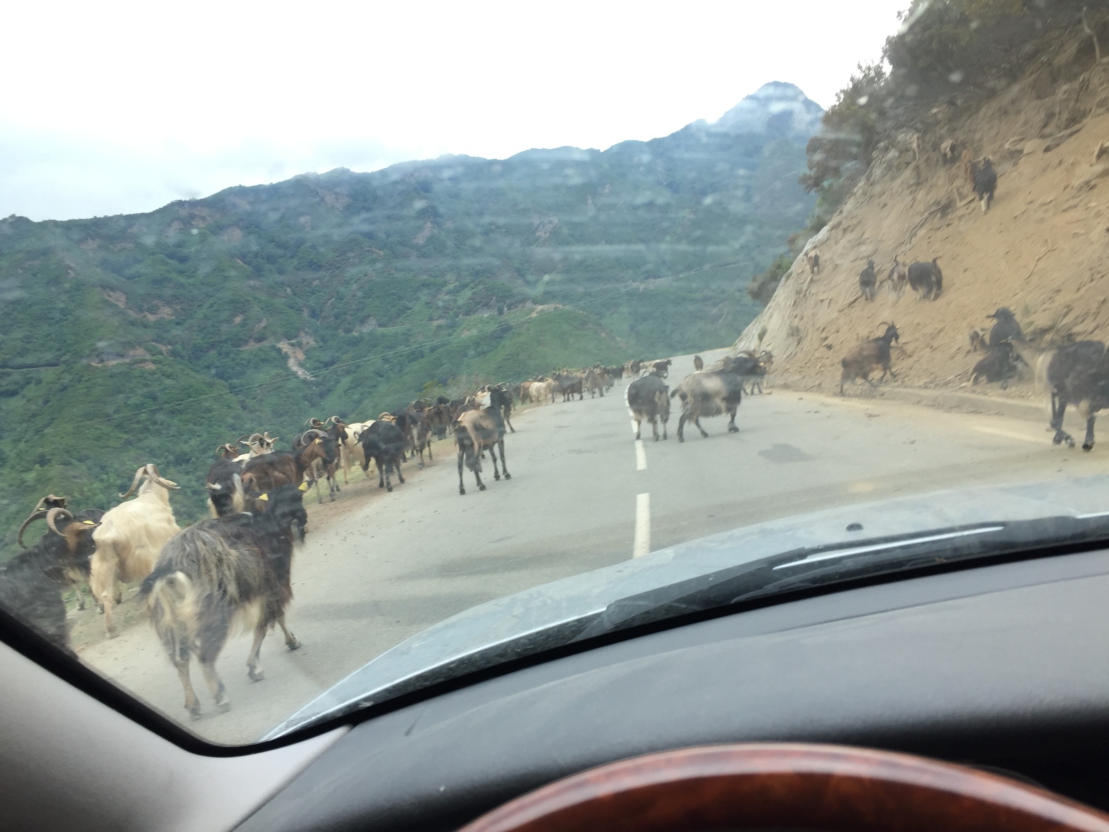 Picture France Corsica Valle d'alesani 2017-07 8 - Visit Valle d'alesani
