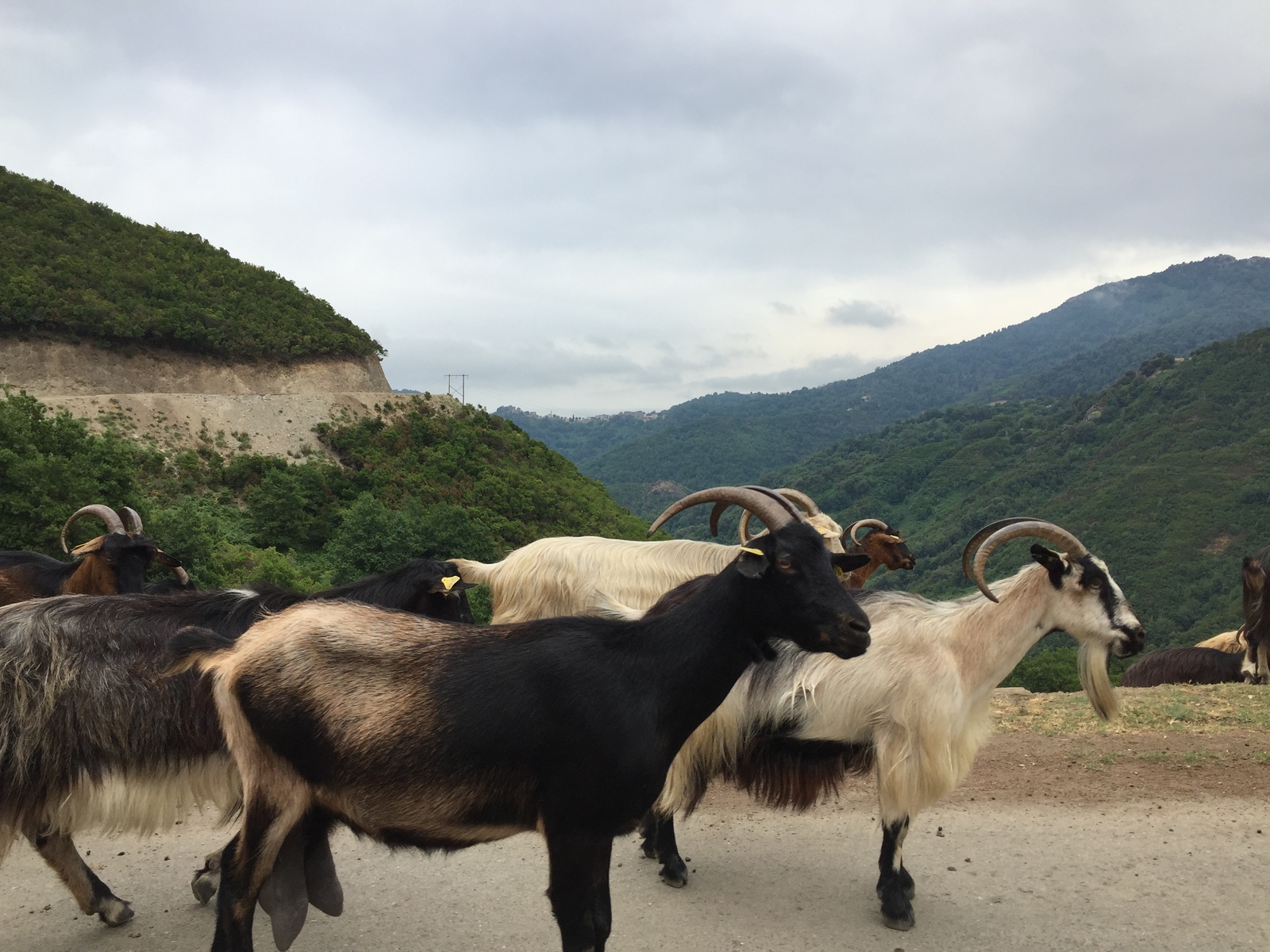 Picture France Corsica Valle d'alesani 2017-07 7 - Tourist Valle d'alesani