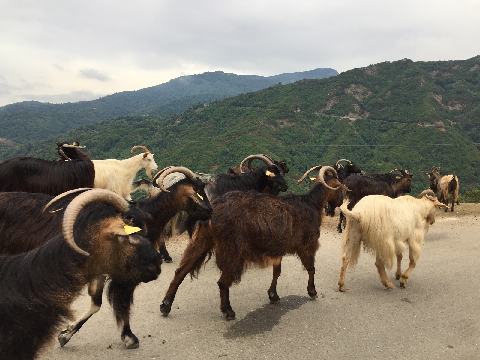 Picture France Corsica Valle d'alesani 2017-07 10 - Car Valle d'alesani