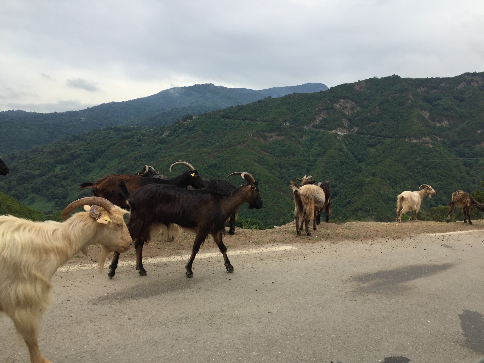 Picture France Corsica Valle d'alesani 2017-07 13 - Picture Valle d'alesani