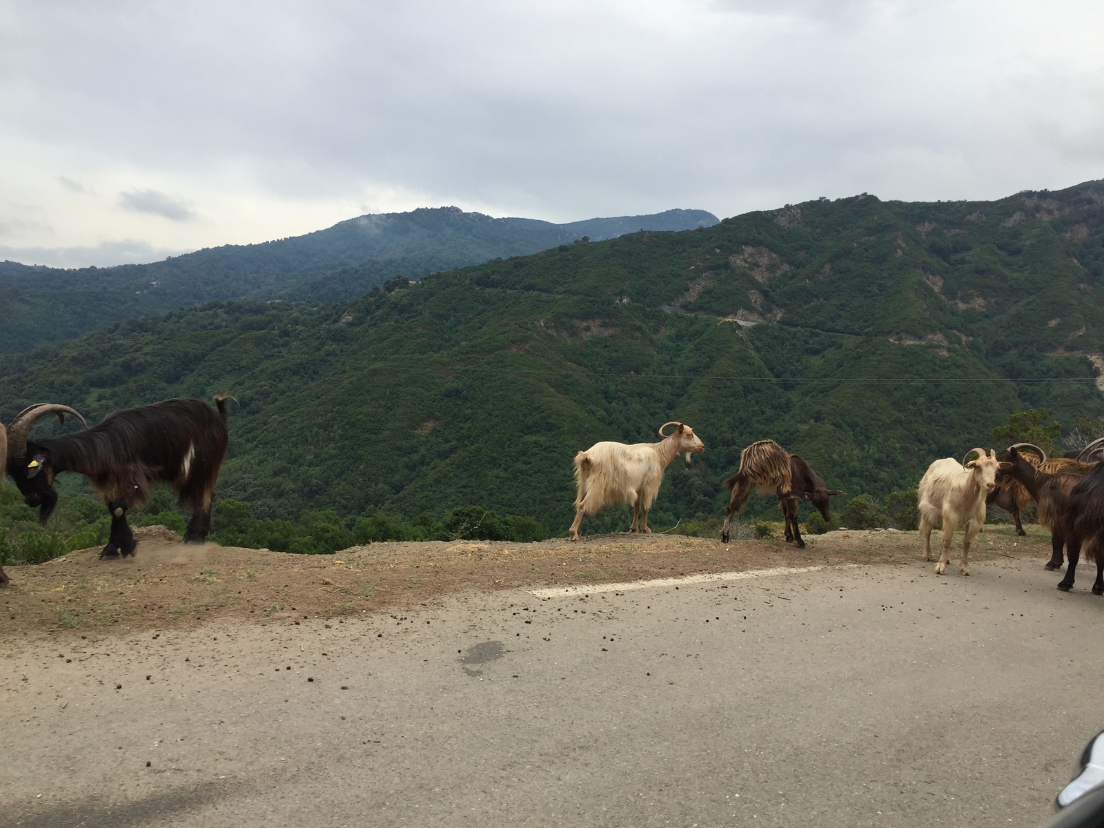Picture France Corsica Valle d'alesani 2017-07 4 - Tourist Valle d'alesani
