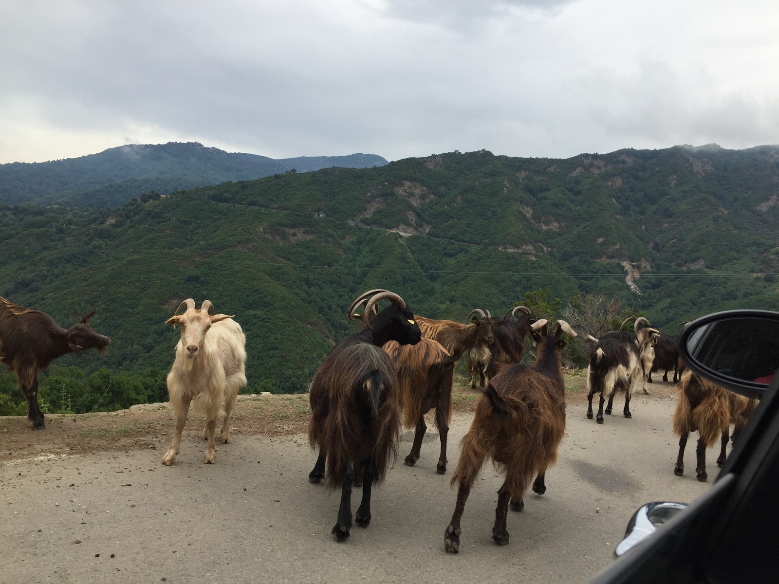 Picture France Corsica Valle d'alesani 2017-07 5 - Journey Valle d'alesani