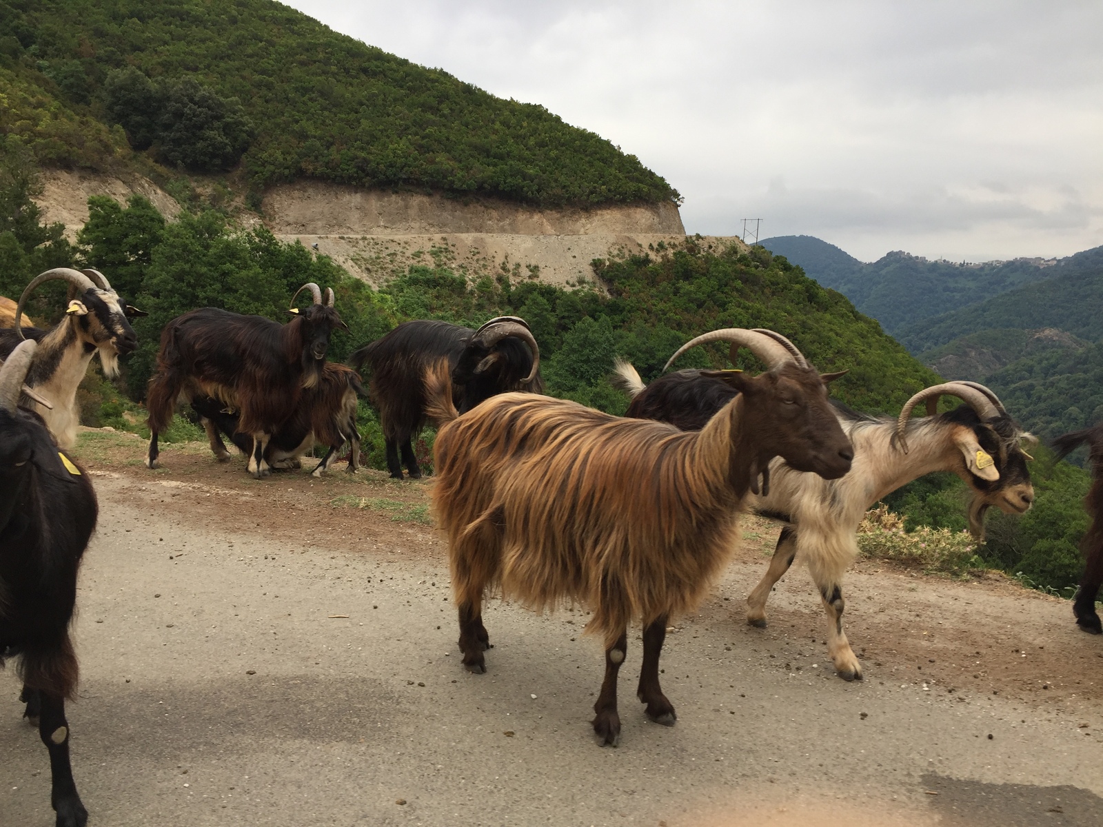 Picture France Corsica Valle d'alesani 2017-07 3 - Visit Valle d'alesani