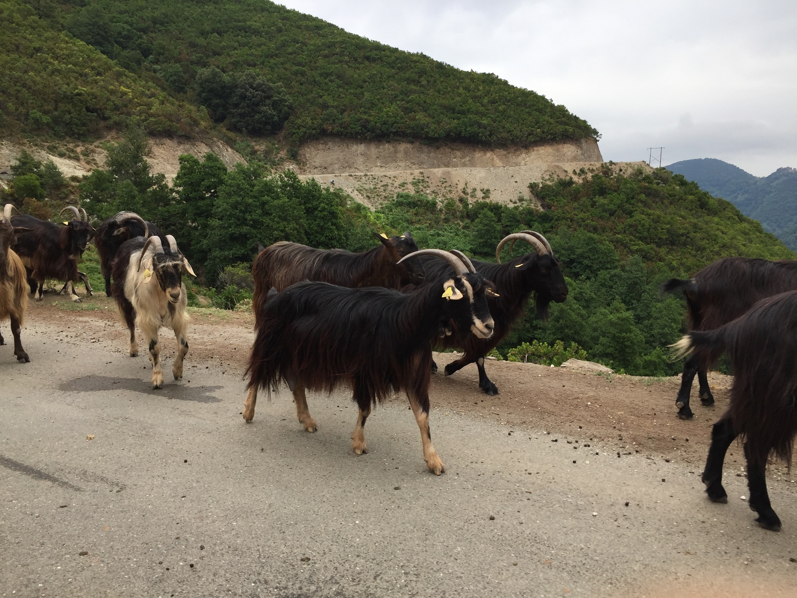 Picture France Corsica Valle d'alesani 2017-07 0 - Photos Valle d'alesani