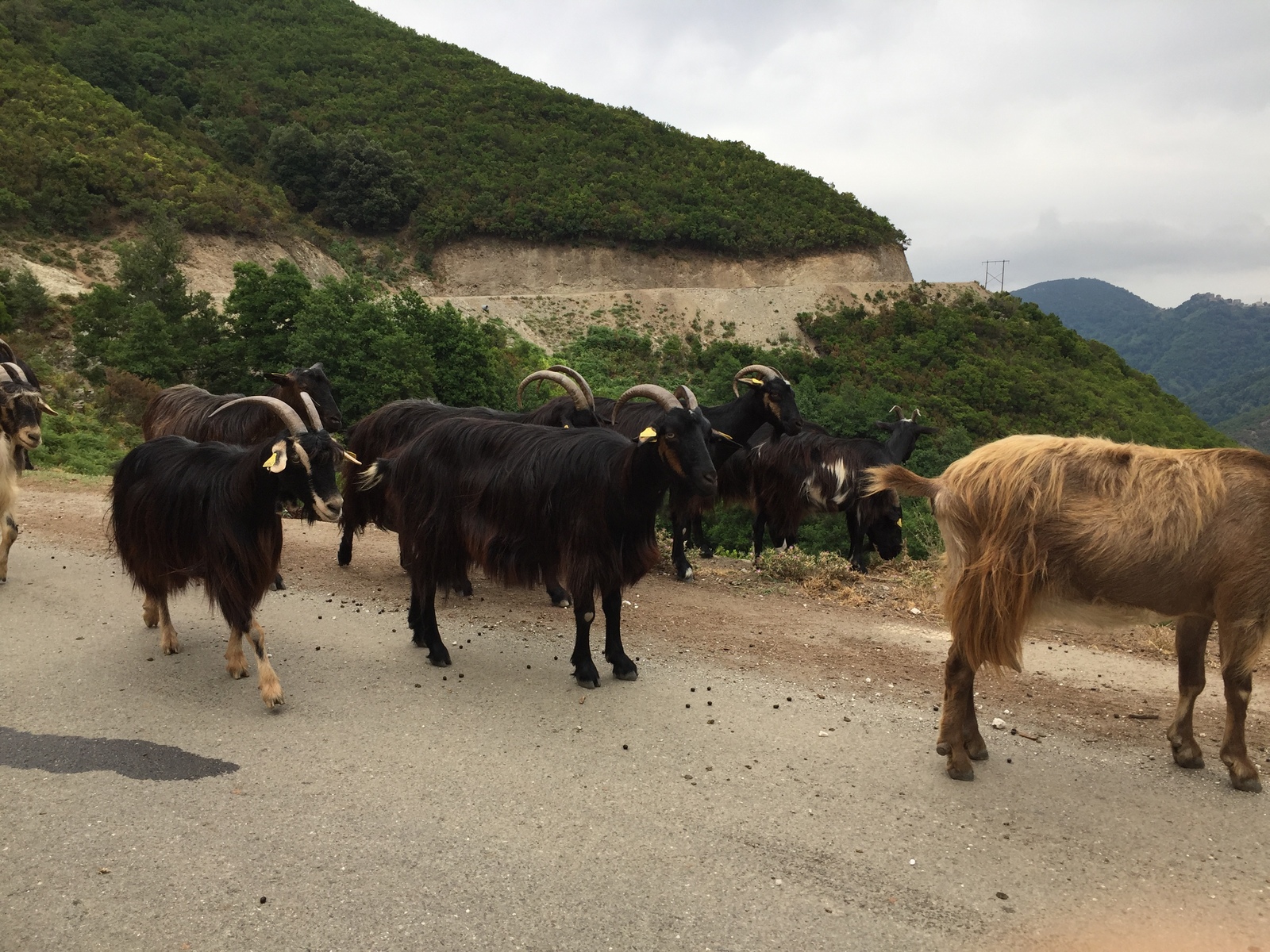 Picture France Corsica Valle d'alesani 2017-07 16 - Pictures Valle d'alesani
