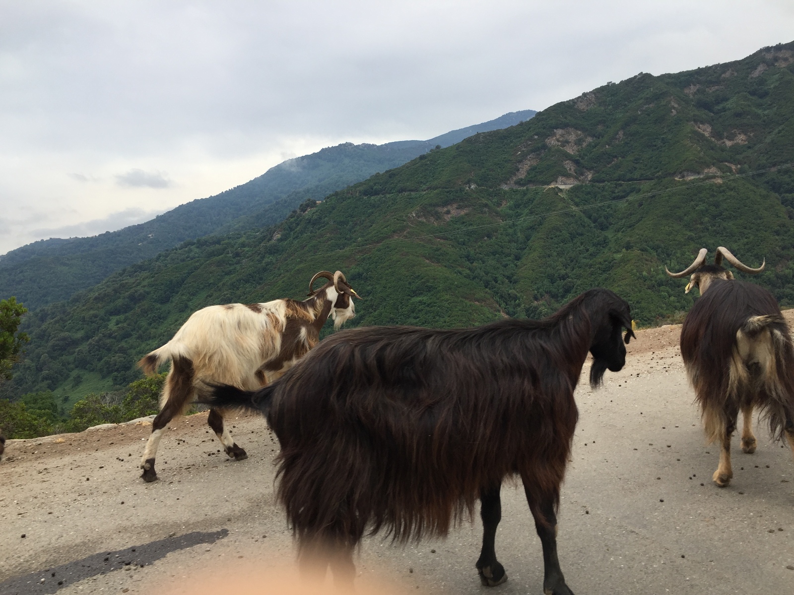 Picture France Corsica Valle d'alesani 2017-07 18 - Tourist Places Valle d'alesani