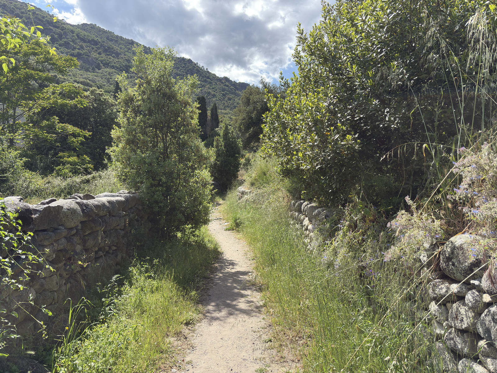 Picture France Corsica Corte 2025-06 15 - Picture Corte