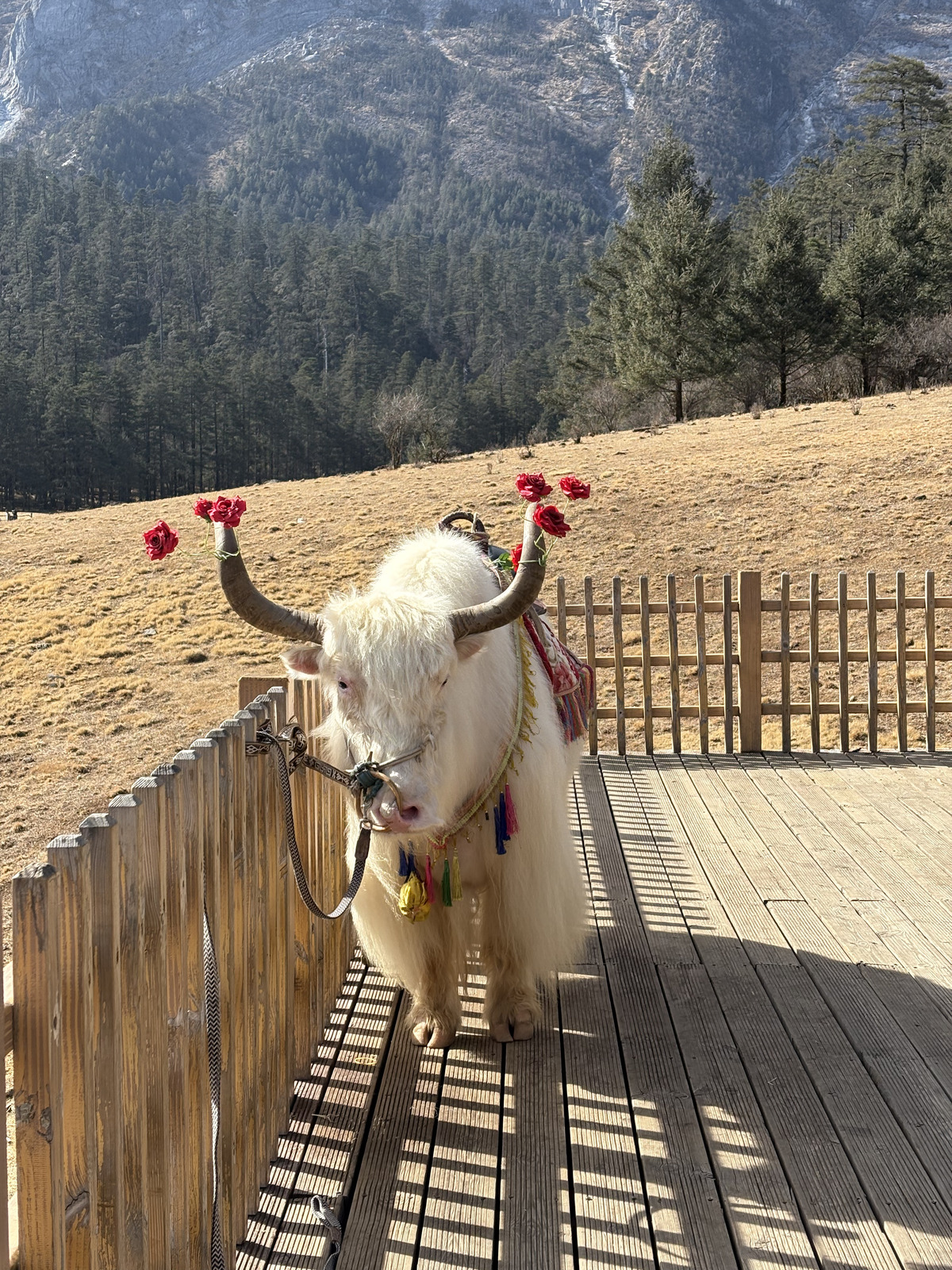 Picture China Lijiang Blue moon valley 2026-01 100 - Photos Blue moon valley