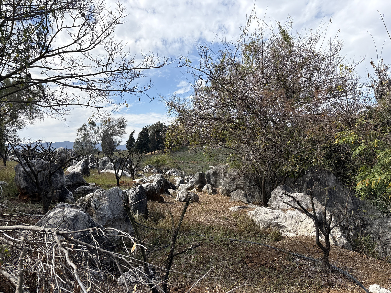 Picture China Shilin Stone Forest 2026-01 59 - Visit Shilin Stone Forest