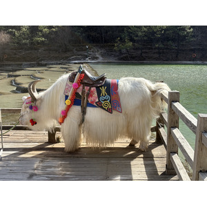 Picture China Lijiang Blue moon valley 2026-01 40 - Travel Blue moon valley