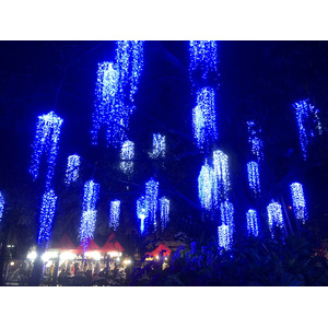 Picture Thailand Chiang Mai Nong Buak Haad Public Park 2024-01 36 - Trail Nong Buak Haad Public Park