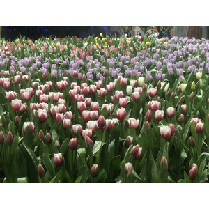 Picture Thailand Chiang Mai Nong Buak Haad Public Park 2024-01 14 - Visit Nong Buak Haad Public Park