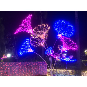 Picture Thailand Chiang Mai Nong Buak Haad Public Park 2024-01 52 - Trip Nong Buak Haad Public Park