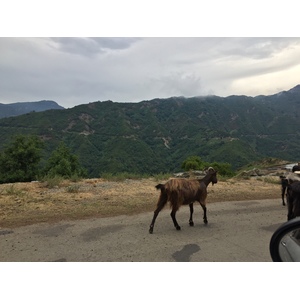Picture France Corsica Valle d'alesani 2017-07 9 - Pictures Valle d'alesani