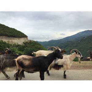 Picture France Corsica Valle d'alesani 2017-07 7 - Tourist Valle d'alesani