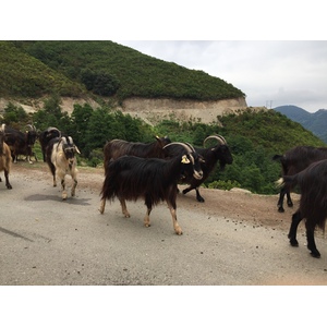 Picture France Corsica Valle d'alesani 2017-07 0 - Photos Valle d'alesani