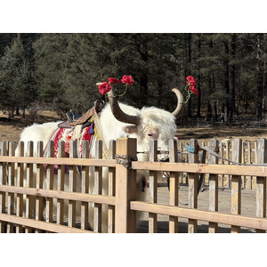 Picture China Lijiang Blue moon valley 2026-01 148 - Perspective Blue moon valley