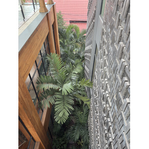 Picture Thailand Chiang Mai Kalm 2024-12 4 - Trips Kalm