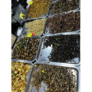Picture Thailand Pattaya 2023-12 89 - Tourist Pattaya