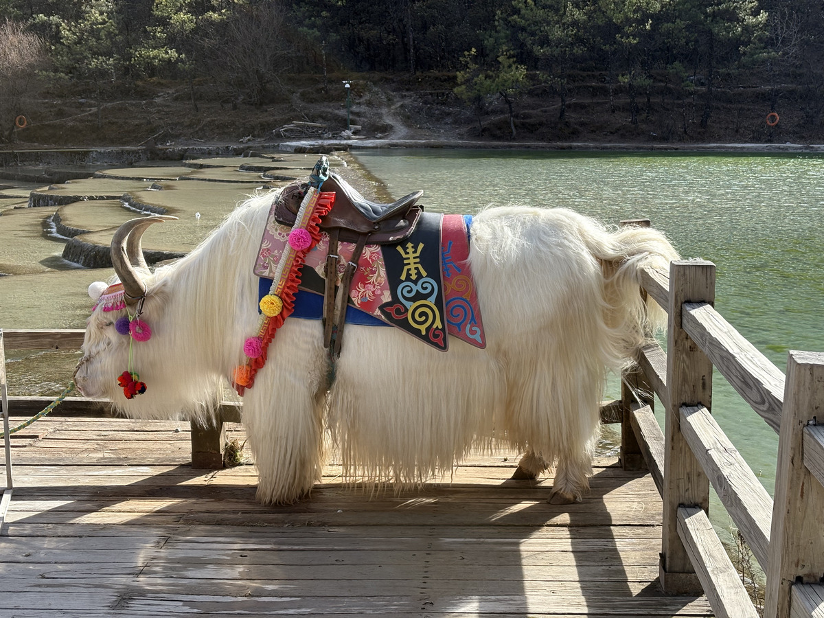 Picture China Lijiang Blue moon valley 2026-01 40 - Resort Blue moon valley