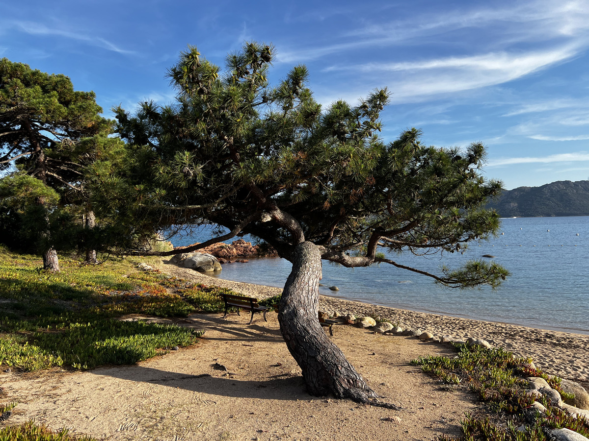 Picture France Corsica ⁨Cala Rossa⁩ 2024-05 0 - Spring ⁨Cala Rossa⁩