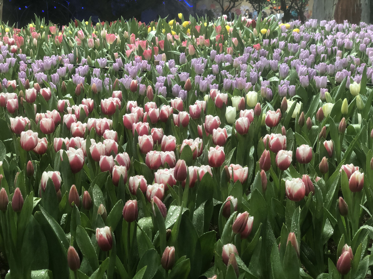 Picture Thailand Chiang Mai Nong Buak Haad Public Park 2024-01 14 - Sunset Nong Buak Haad Public Park