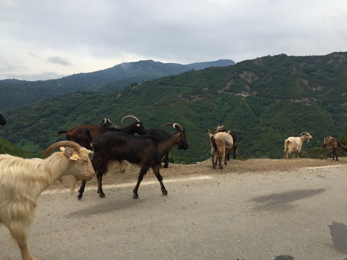 Picture France Corsica Valle d'alesani 2017-07 13 - City Valle d'alesani