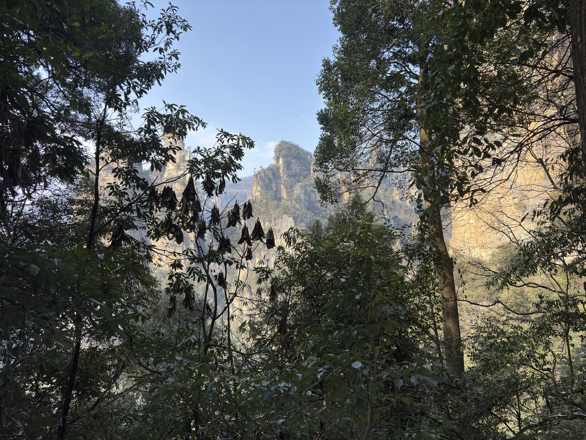 Picture China Zhangjiajie Tianzi Mountrain 2026-01 354 - Land Tianzi Mountrain