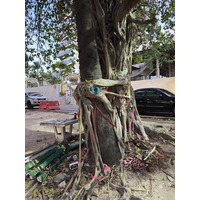 Picture Thailand Pattaya Dongtan beach 2025-12 20 - To see Dongtan beach