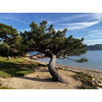 Picture France Corsica ⁨Cala Rossa⁩ 2024-05 0 - Spring ⁨Cala Rossa⁩