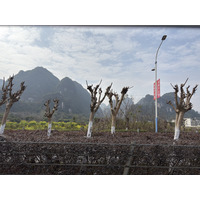 Picture China Yangshuo 2026-01 5 - Hotel Pool Yangshuo