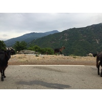 Picture France Corsica Valle d'alesani 2017-07 6 - Restaurant Valle d'alesani