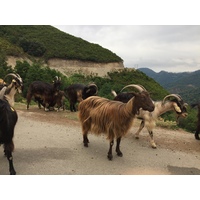 Picture France Corsica Valle d'alesani 2017-07 3 - Street Valle d'alesani