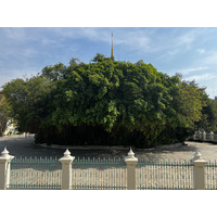 Picture Cambodia Phnom Penh Royal Palace 2024-01 66 - Lake Royal Palace